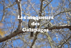 IMG 5125 texte