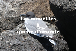 IMG 5404 texte