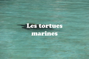 IMG 5319 texte