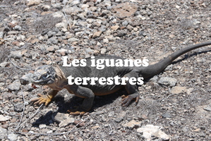 IMG 5431 texte