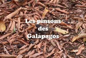 IMG 5065 texte