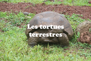 IMG 4950 texte