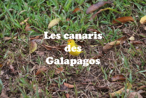 IMG 5027 texte