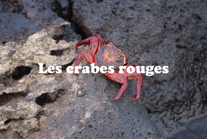 IMG 4411 texte