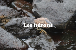 IMG 4616 texte