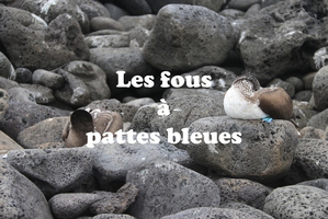 IMG 4487 texte