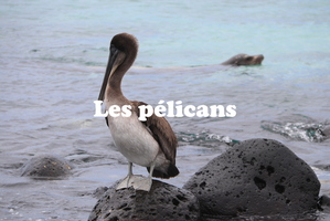 IMG 4751 texte