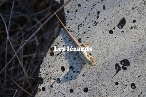 IMG 4361 texte