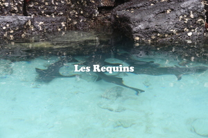 IMG 5303 texte