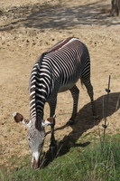 IMG 0720