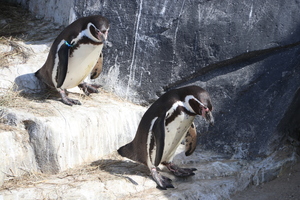 Zoo_Vincennes_2017