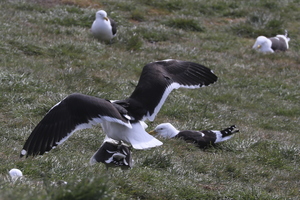 Chile_Oiseaux