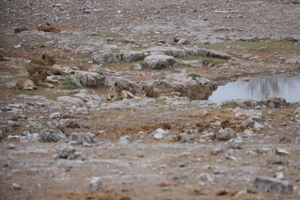 Lions_Namib_2ndBunch