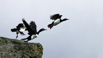 Oiseaux