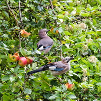 Oiseaux