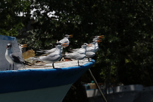 IMG 9384