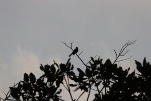 IMG 9561