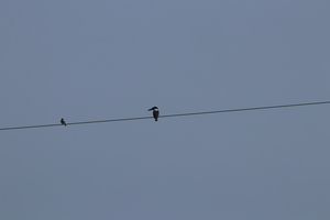 IMG 9596