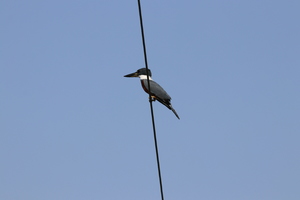 IMG 9637