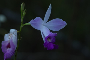 Fournaise_2026